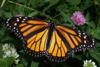 What Do Monarch Butterflies Eat