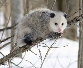what do opossums eat