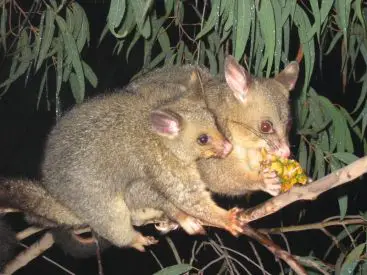 what-do-possums-eat1