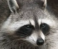 what do raccoons eat