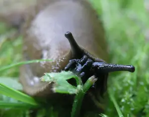 what do slugs eat
