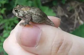 what-do-small-toads-eat