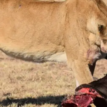 What do Lions Eat?
