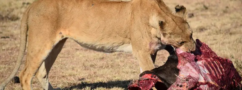 What do Lions Eat