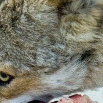 What do Wolves Eat?