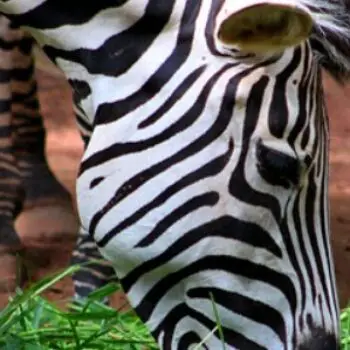 What do Zebras Eat?