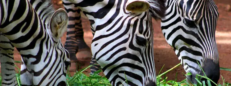 What does a Zebra Eat
