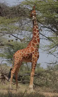 What Do Giraffes Eat