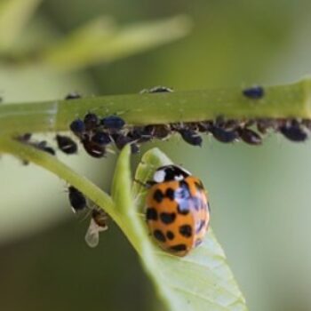 What do Ladybugs Eat?