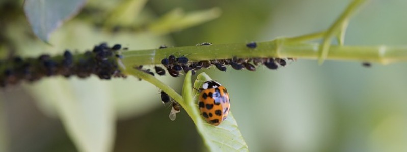 What do Ladybugs Eat