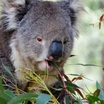 What Do Marsupials Eat?