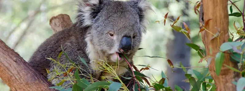 What Do Marsupials Eat