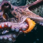 What do Octopus Eat?