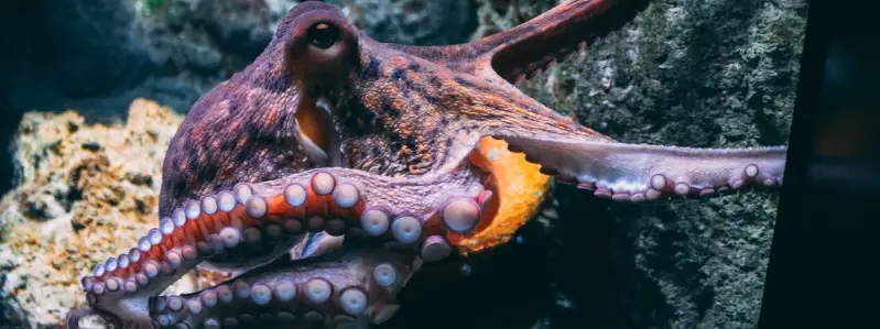 What do Octopus Eat