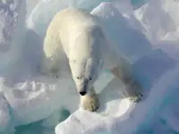 What does a Polar Bear Eat