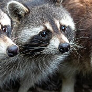 What Do Raccoons Eat?