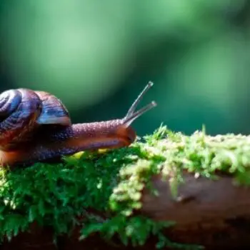 What Do Slugs & Snails Eat?