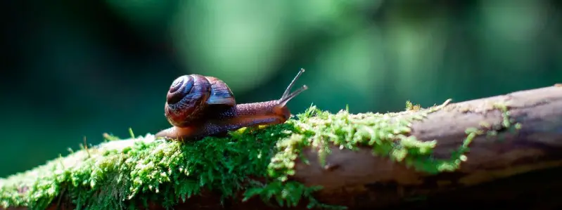 what do snails eat