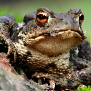 What Do Toads Eat?