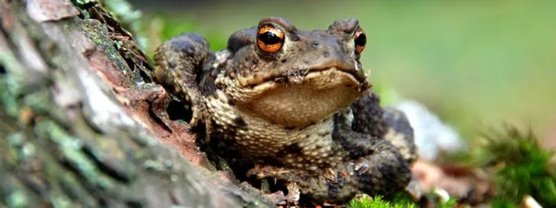 What do Toads Eat?