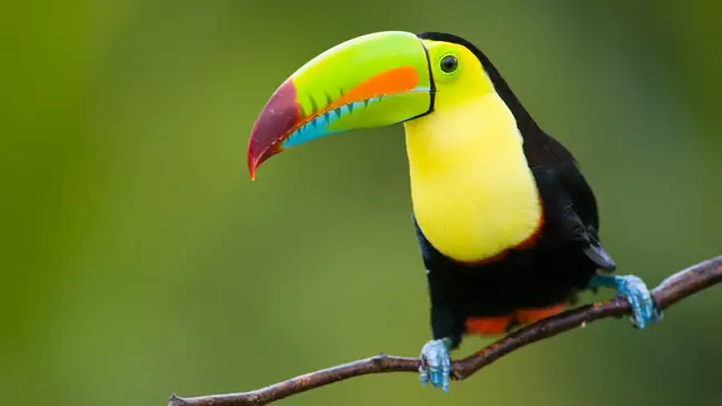 10 Amazing Tropical Rainforest Animals1
