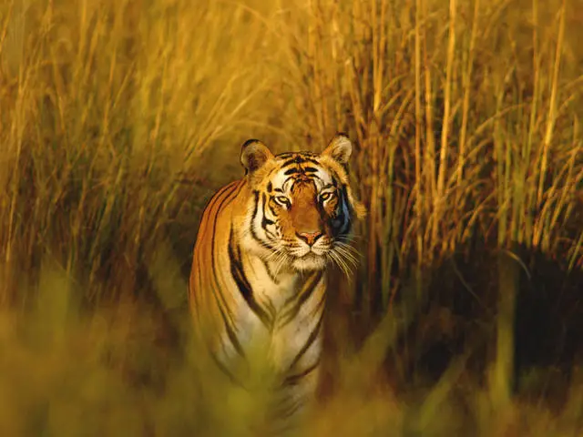 Bengal tiger portrait, Bandhavgarh NP, Madhya Pradesh, India