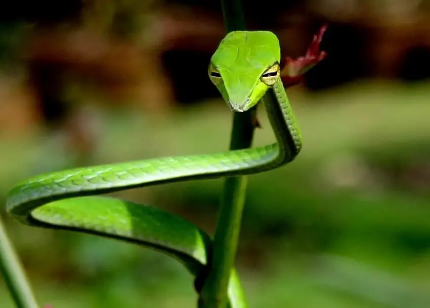 10 Amazing Tropical Rainforest Animals8