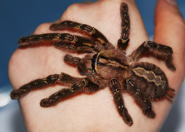 fringed ornamental fringed ornamental tarantula