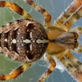 10 Most Poisonous Spiders in the World