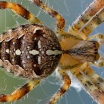 10 Most Poisonous Spiders in the World