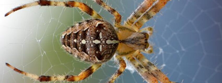 10 Most Poisonous Spiders In The World Science Facts