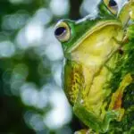 10 Amazing Tropical Rainforest Animals