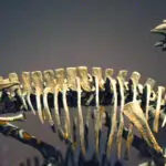 Bone-headed dinosaurs or thick-headed lizards