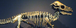 Bone-headed dinosaurs or thick-headed lizards