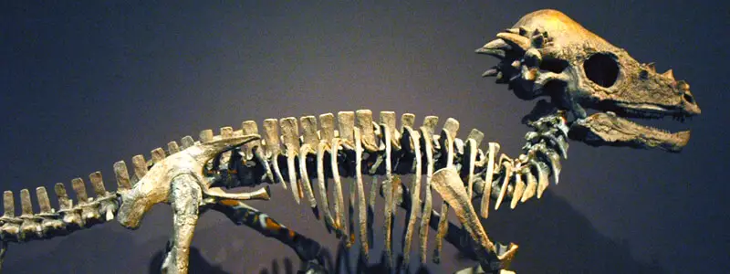 pachycephalosaurs