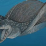 Archelon facts for kids