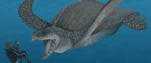 Archelon facts for kids