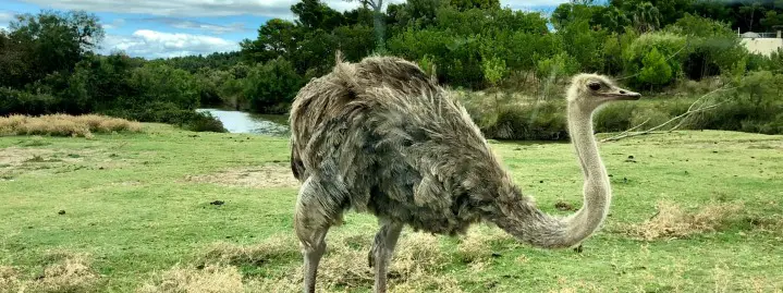 Dinosaur Ostrich