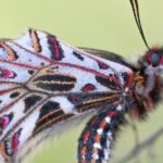 Life Stages Of Butterflies