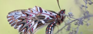 Life Stages Of Butterflies