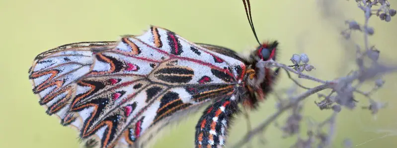 life stages butterfly