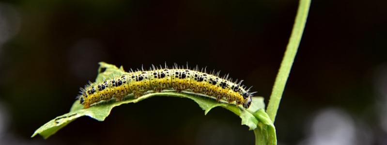 caterpillar life stages