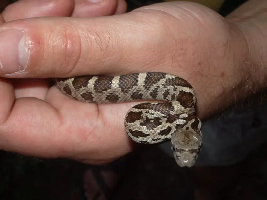 juvenile black rat snake