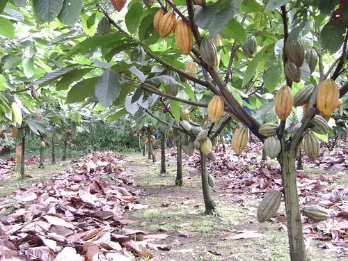 High quality cocoa tree, Equador