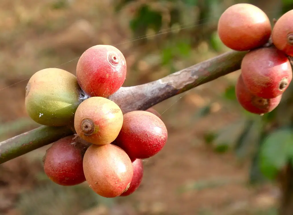 Coffee beans