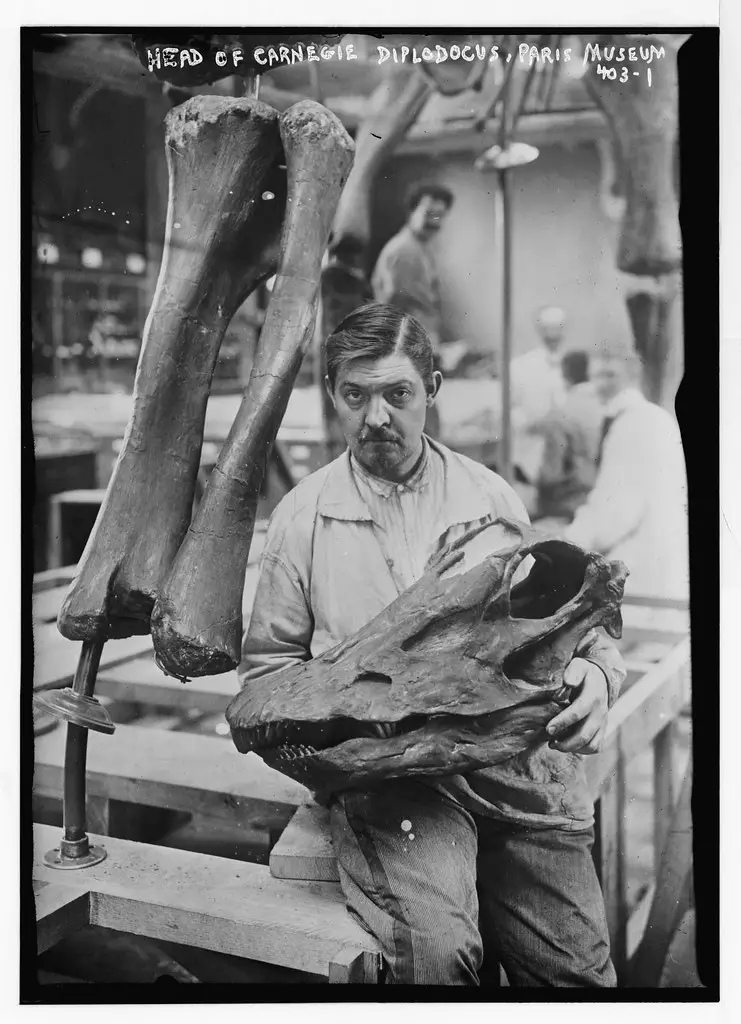 Museum Worker holding Head of Carnegie Diplodocus, Paris From the Bain Collection (LOC)