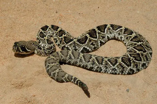 Eastern diamondback rattlesnake