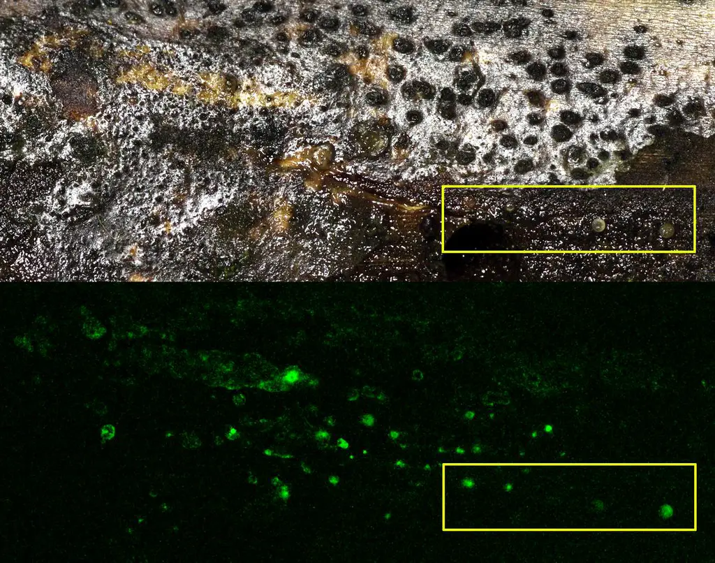 mushrooms can glow in the dark