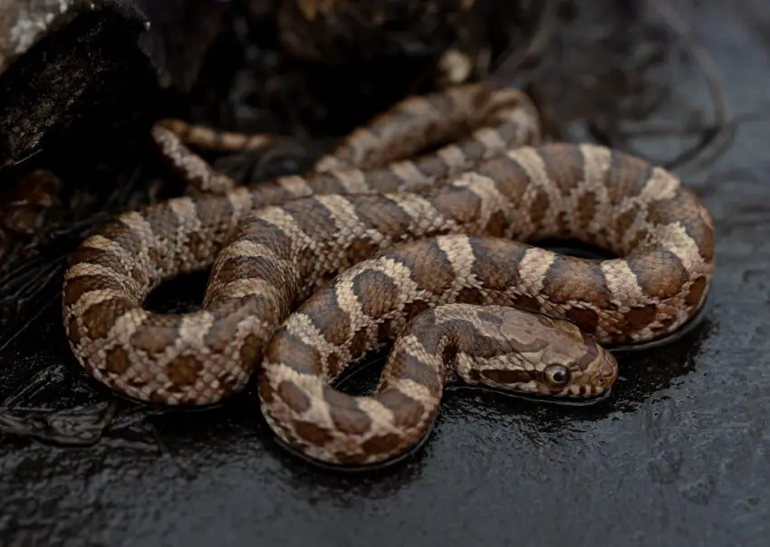 Great Plains Ratsnake (Pantherophis emoryi)