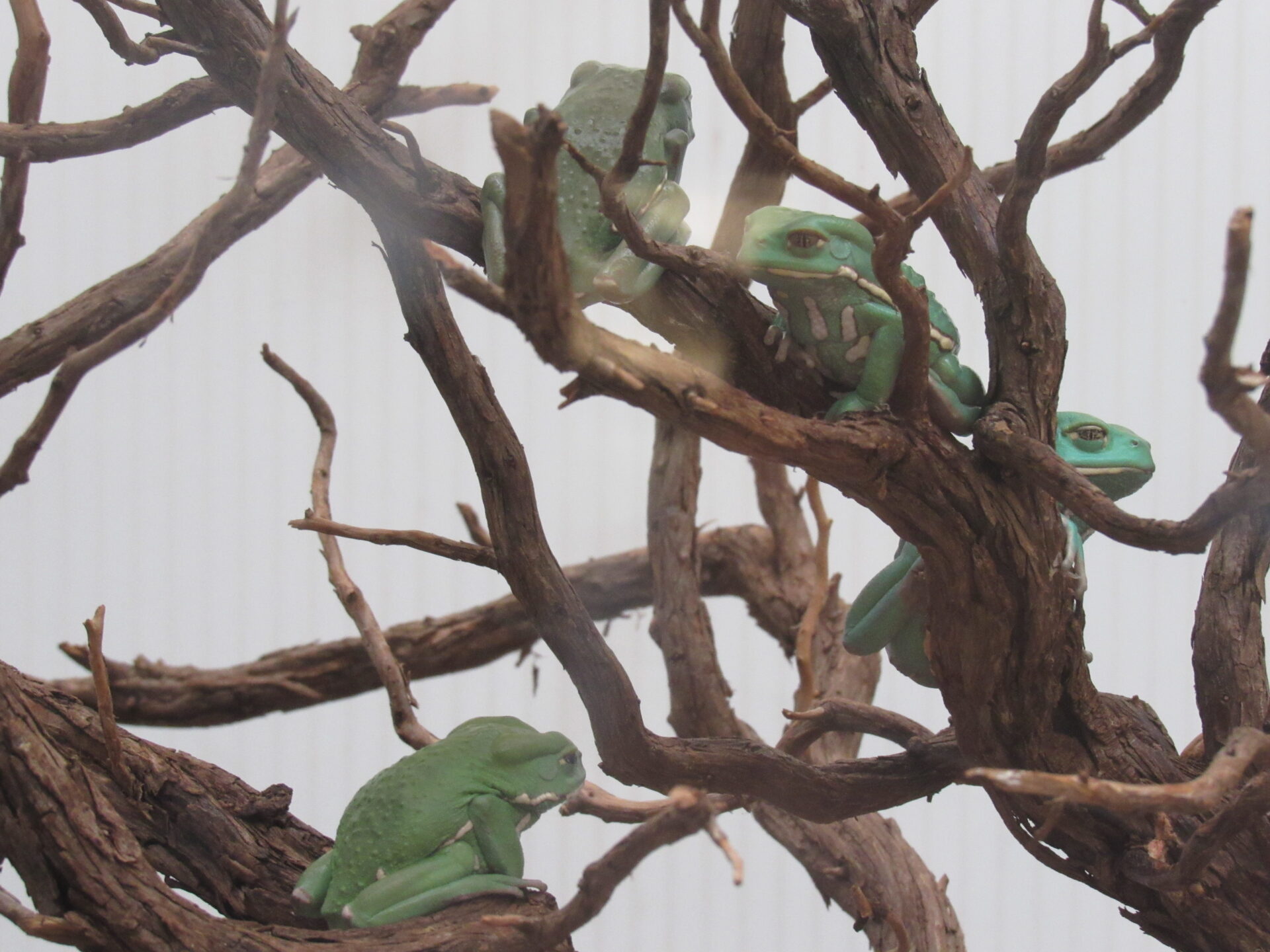 A group of mankey tree frogs in a bush